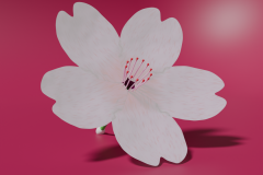 cherryblossom_01